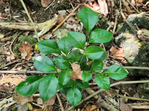 Murraya omphalocarpa, photograph 5