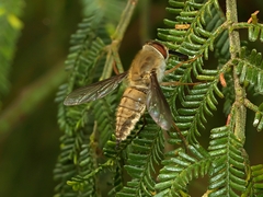 Nemestrinidae