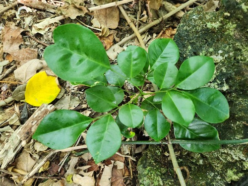 Murraya omphalocarpa, photograph 6