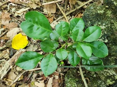 Murraya omphalocarpa