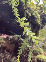 Tmesipteris tannensis