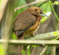 Malacoptila panamensis