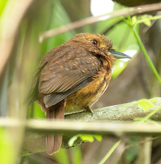 Malacoptila panamensis