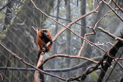 Varecia rubra