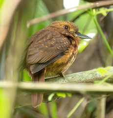 Malacoptila panamensis