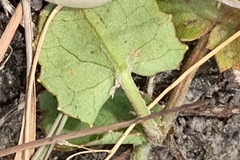 Centella cordifolia