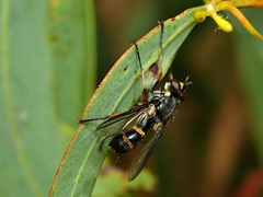 Cylindromyia nigricosta
