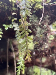 Tmesipteris tannensis