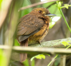 Malacoptila panamensis