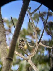 Picumnus olivaceus image