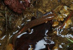 Desmognathus brimleyorum
