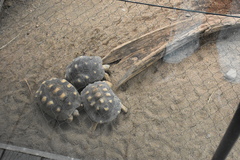 Astrochelys radiata