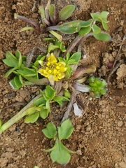 Ranunculus triplodontus