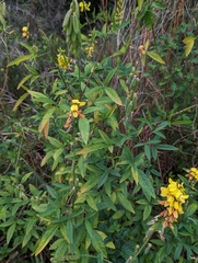 Crotalaria juncea