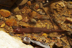 Desmognathus brimleyorum