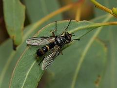Cylindromyia nigricosta