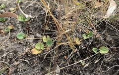 Centella cordifolia