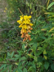 Crotalaria juncea