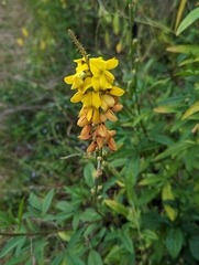 Crotalaria juncea