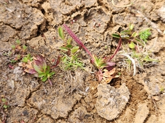 Epilobium willisii