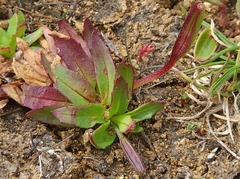 Epilobium willisii