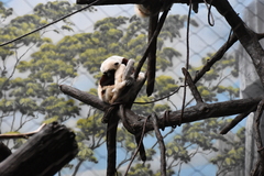 Propithecus coquereli