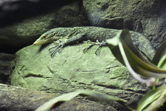Varanus macraei