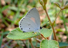 Candalides xanthospilos