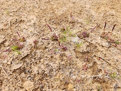 Epilobium willisii