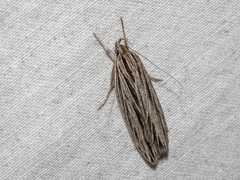 Leistarcha scitissimella