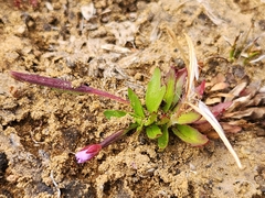Epilobium willisii