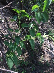 Morus nigra