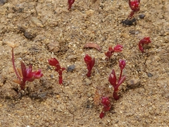 Crassula sieberiana