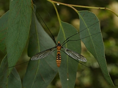Leptotarsus clavatus