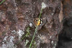 Heteronympha