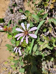Mutisia spinosa