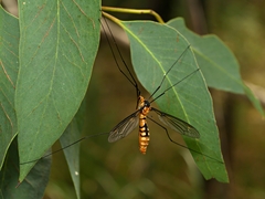 Leptotarsus clavatus
