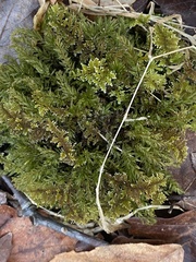 Thuidium delicatulum