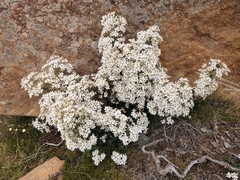 Olearia erubescens