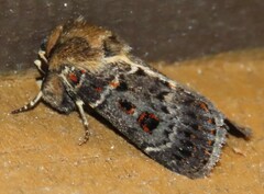 Proteuxoa sanguinipuncta