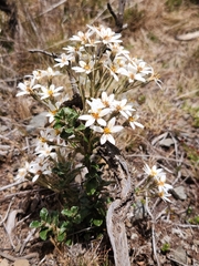 Olearia erubescens