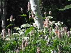 Agastache urticifolia