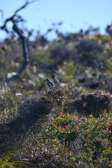 Gliciphila melanops