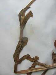Valerianella umbilicata