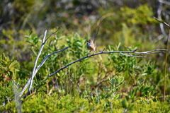 Stipiturus malachurus