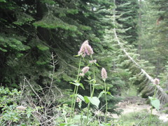 Hyssopus officinalis