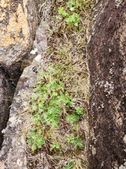 Plantago tasmanica