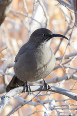 Toxostoma crissale