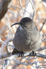 Toxostoma crissale