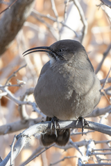 Toxostoma crissale